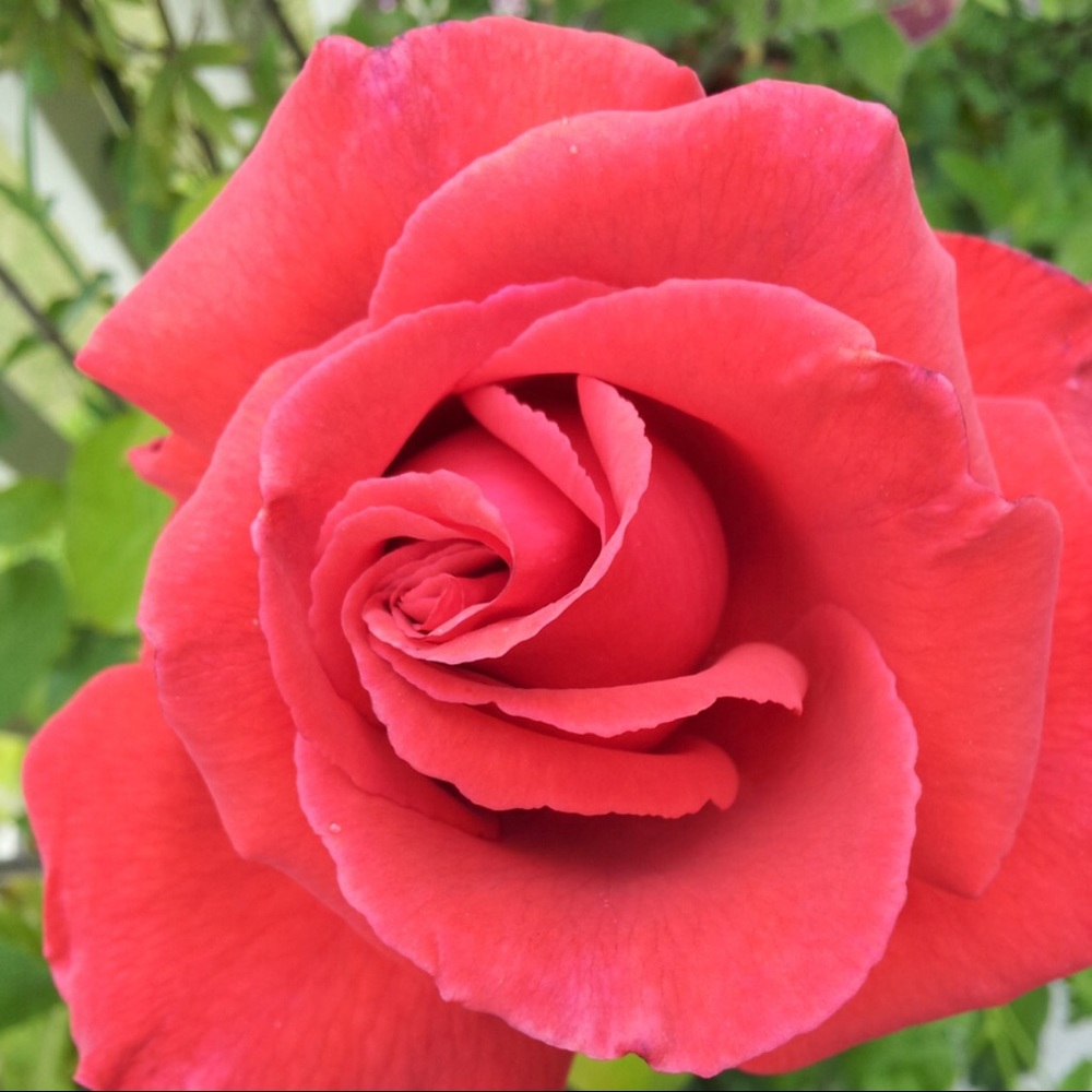 Meet your Posher, Yolanda